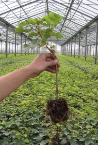 Cep de Vigne du Château Saint-Georges