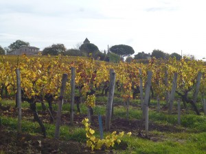 Vignes du Château Labattut