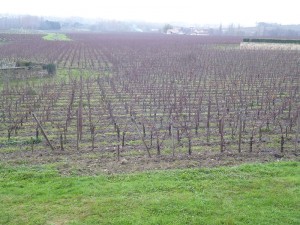 parcelle-domaines-bourg-saint-georges